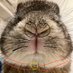 🐰メイメイ🐰 (@maymayshome) Twitter profile photo 🐰メイメイ🐰 (@maymayshome) Twitter profile photo