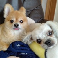 ポメとシーズー (@uc1jppxv4feahvg) 's Twitter Profile
