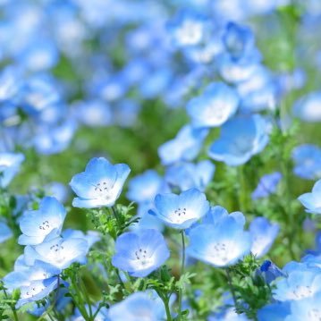 お取引専用アカウント / 成人済み女 / ゆうちょ・三井住友 / 周辺B済み / お返事は基本夜。本垢提示可能。最後まで責任を持ってお取引いたします。お取引終了後はR・Bご自由にどうぞ。