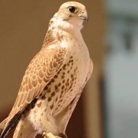 طير شلوى (@mhc8lo2nvawhpjw) Twitter profile photo