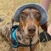 Sausage Neil (@neilsausage) Twitter profile photo Sausage Neil (@neilsausage) Twitter profile photo
