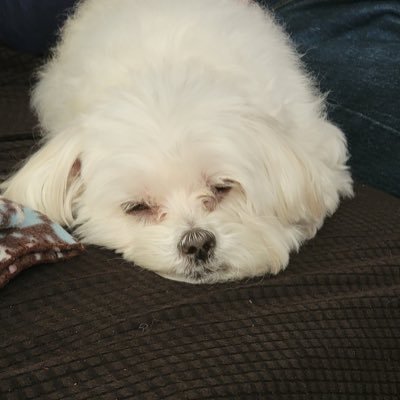 _silver_scepter's profile picture. 5uptweet and a member of other communities as well, mostly a lurker, occasionally a chatter 🇰🇷🇺🇸