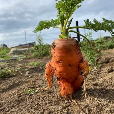 거친 세상에 뛰어든건 당근🥕さんのプロフィール画像