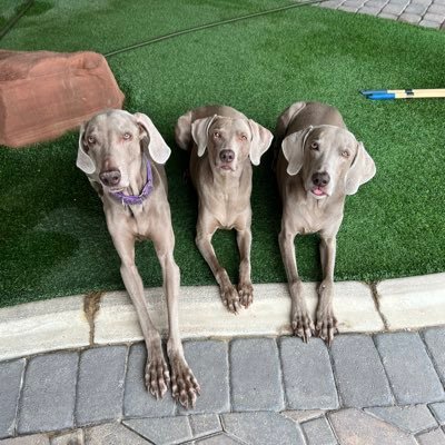 AVALL_45's profile picture. Conservative Catholic, #MAGA,  Trump, Musk,Constitution,Open Carry . No RINOS,Illegal Aliens,DEI or CBDC (Retired) Follow many to stay in the News.🇺🇸🇮🇱