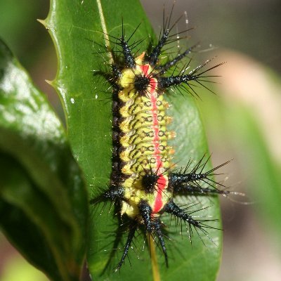 Alles, was lebt ist cool. Auch Steine.
Verliebt in Madagaskar.
Achtung: Arachnidencontent
@Milvus@det.social