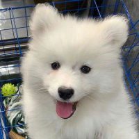 开心小狗 (@shangaijia2) 's Twitter Profile