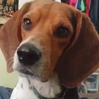 Buddy the Beagle(@Buddy_theBeagle) 's Twitter Profile Photo