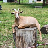 manny the goat (@beezler1) 's Twitter Profile