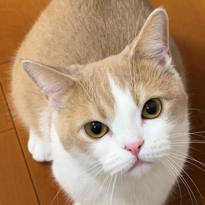 2022年2月7日に生まれたマンチカン🐱の男の子を同年６月1日に我が家にお迎えしました👏家猫ちゃんを可愛がって貰えてたら嬉しいです😊現役看護師。ムーミンやジブリ、ドリカムファンです🎶無言フォロー失礼します。宜しくお願いします🙇‍♀️