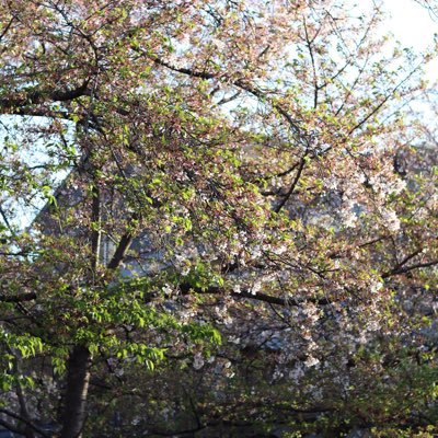 kiyo1020uver's profile picture. 