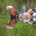 Harshith Karthik Parthiban (@ilovebirding123) Twitter profile photo Harshith Karthik Parthiban (@ilovebirding123) Twitter profile photo