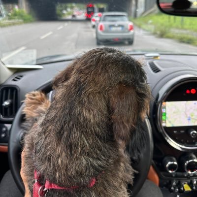 siggiramondo's profile picture. just fun !