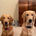 Baxter&Bailey (@b2baxterbailey) Twitter profile photo Baxter&Bailey (@b2baxterbailey) Twitter profile photo