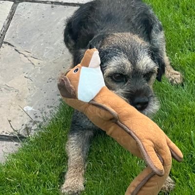 I am Bert. Originally joined Feb 2016. Proud member of the @BTposse. I’m a happy, lovable, loving and much loved Border Terrier. I’ve got a great secretary 🤣🐶