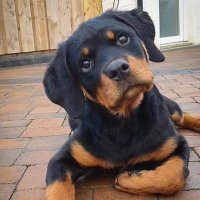 Rottweiler(@lifewith_rottie) 's Twitter Profile Photo