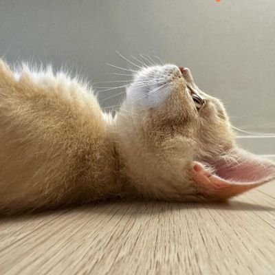 cat_simple_ Profile Picture