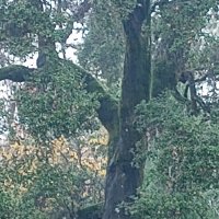 The Drol Suicunga (@drol_suicunga) 's Twitter Profile