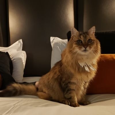 Alfred, potichat à 3 patounes. Que j'ai chadopté Papou&Moman @tite_melou après bcp de dodos à la espéha.
Minoustre de la timidité pour @nounourslechat