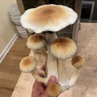 psychedelic tripper 🍄(@plug_jason6) 's Twitter Profile Photo