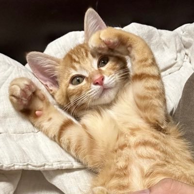 30↑«推し追いオタクアカウント» おべみツイステ他色々 2次元褐色イケメン美人とインテリヤクザとドクズと人外とイケオジと枯れたリーマンが好き ホラーとエロ漫画大好き!