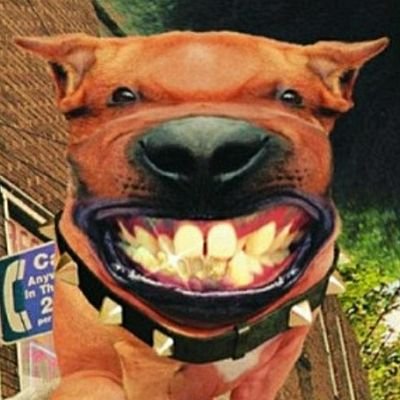 A smart-ass ghetto Jap dog with a bit of gingivitis.