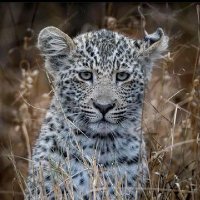 DjumaSafariGirl (@djumasafarigal) 's Twitter Profile