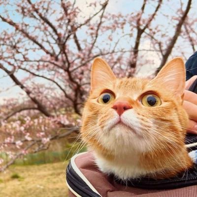 ぽっちゃり【どん】わるがき【ぐり】の茶トラ兄弟🐾youtubeやってます。わる猫との生活を投稿しています。
youtubeはこちらから。
https://t.co/xM1jORm6Tt