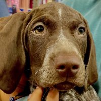 ethan hung (@qovth10) 's Twitter Profile