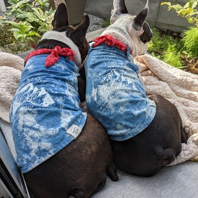 読書と犬が好きな会社員。
しかし最近は読書より園芸にハマりつつある。早起きして花の面倒を見るのが日課とか。。。2024の春から、敬遠していたバラも手を出し始めました🌹と言っても初心者向けのやつなで、難しそうな美しいバラはタイムラインを見て満喫中。
よくわからない方からのフォローはお断りしていますので悪しからず。