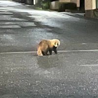 キーゴ (@gnikog55) 's Twitter Profile