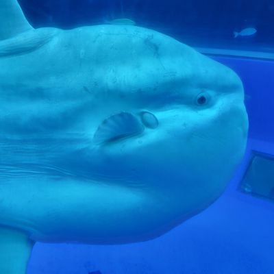 20↑ お父さんがすきな🐍がすき 相思相愛父子部(🐍🔥)たまに作文をしています フォロー前一読推奨→https://t.co/EK057c9bAh なにかあれば→https://t.co/tdE2u83ebL な許向垢@morokositaro426