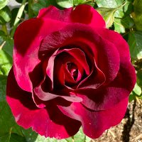 Makinggardens (@makinggardens) 's Twitter Profile