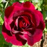 makinggardens's profile picture. Garden Maker, Photography & Mad Dog Woman, owner of three. All weather gardener, fair weather runner. #gardening #gardener #photography #flowers #flowerhunting
