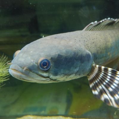 _no_ra_'s profile picture. 来世に期待してます。釣り、アクアリウム、生き物などなど