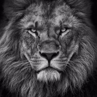 FenRid_01's profile picture. ...