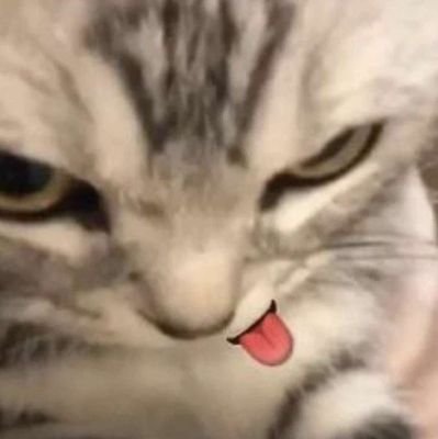 canihppy's profile picture. akun giveaway