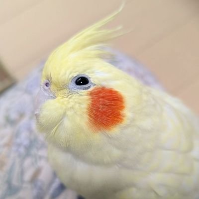 物心ついた時からインコと生活していました。
人生初の自分のインコをお迎えし、約10年ぶりのインコ生活です。
2019年7月の末にオカメインコの千尋をお迎えしました。
2019年5月下旬生まれのルチノーパール♀です。

これから大切に時間を共にして行きたいと思っています。
鳥好きさんと気軽に繋がれたら嬉しいです♡