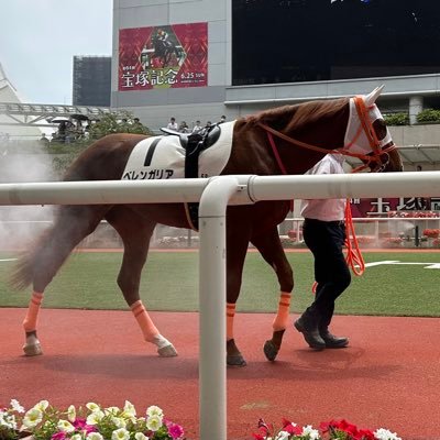 一口馬主。【出資クラブ】社台、G1TC、ノルマンディ、ユニオン、友駿。【出資馬】#ベレンガリア #フィオライア #レザンノワール（命名当選）etc... 他出資馬は↓