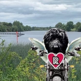 Little Josh aka LJ. Boating labradoodle who crossed otrb 23 August 2019 aged 13. Co-founder motorbike club @theruffriderz and @CloudRiderz (now retired!)