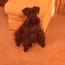 Millie Johnston - @Milliethedog321 - Twitter