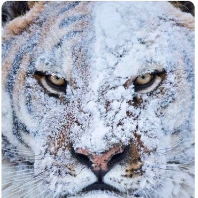 macarone06's profile picture. sakin..