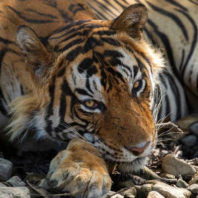 kingltigerlcha1's profile picture. 喜欢老虎的自然保护人士，自己的设定封面可见