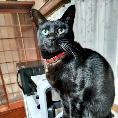 ねこや音楽が好きです🐱B'zやGLAYやELLEGARDENやストレイテナーや色んな音楽を聴きます！ゆるキャンや漫画やアニメも好きです！アメコミや映画を観るのも好きです！ホロライブやVtuberの配信を見るのも好きです！最近はリグロスにハマってます！推しはころさんです🐶よろしくです！