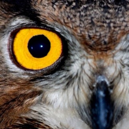 WindsorNAHS's profile picture. Recognizing artistic abilities and creative spirit.