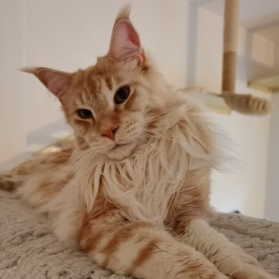 Z74959070's profile picture. No DM