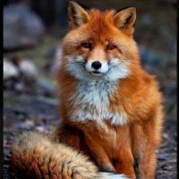 🐭🇳🇱🇨🇦 Kottage Fox Schwurbler Z28.310(@kpvsmom) 's Twitter Profile Photo