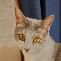 hiro (@hiiiro727) 's Twitter Profile