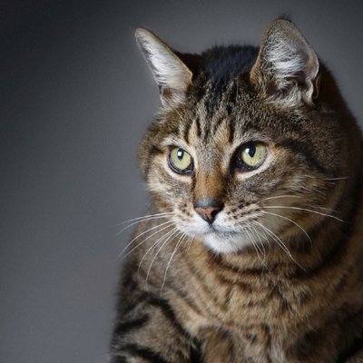 KKarsus26189's profile picture. Just a cat. 发疯为主