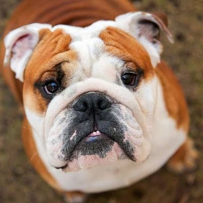 Send yours #bulldog photos to be featured💪
Follow our community if you are a #bulldog lover.