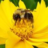 spearce6's profile picture. Facts do not cease to exist because they are ignored. Aldous Huxley